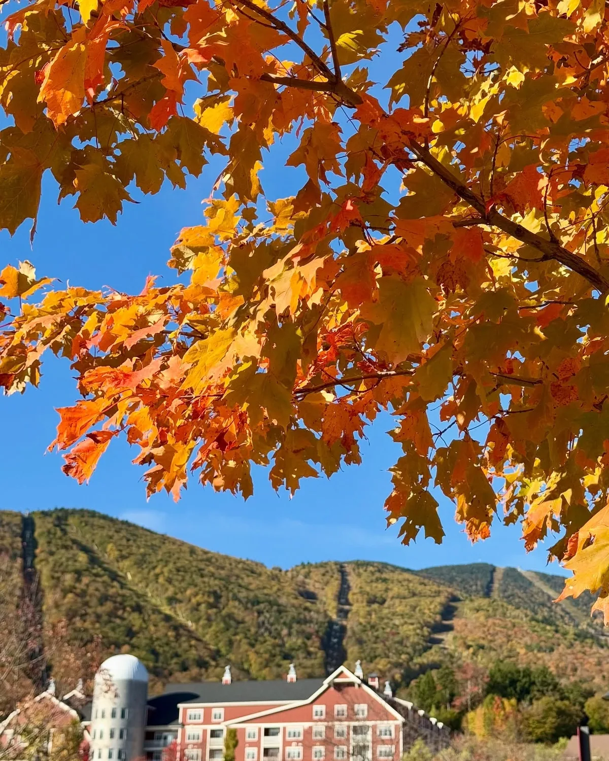 Orange maple leaves against a blue sky over the base village at Sugarbush, with ski trails cut into green and gold hills
